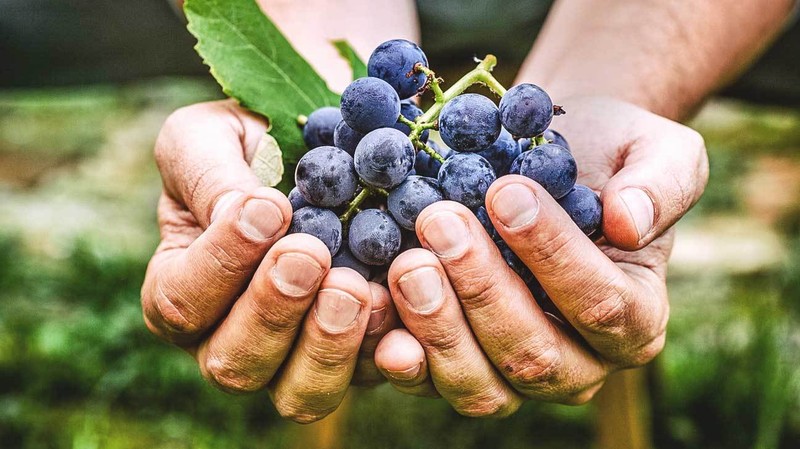 Acai berri capsules - Antioxidant RESVERATROL - 3B - resveratrol pure supplement gallery